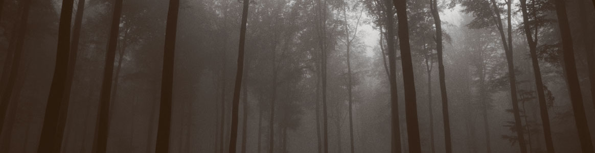 Photo noir et blanc d'une forêt dense avec du brouillard. L'ambiance est inquiétante et sombre.